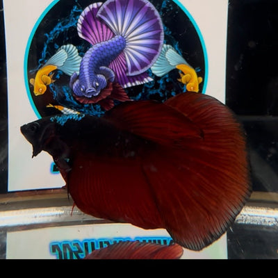 [Avatar] Black Vampire A66 Halfmoon - Male Betta