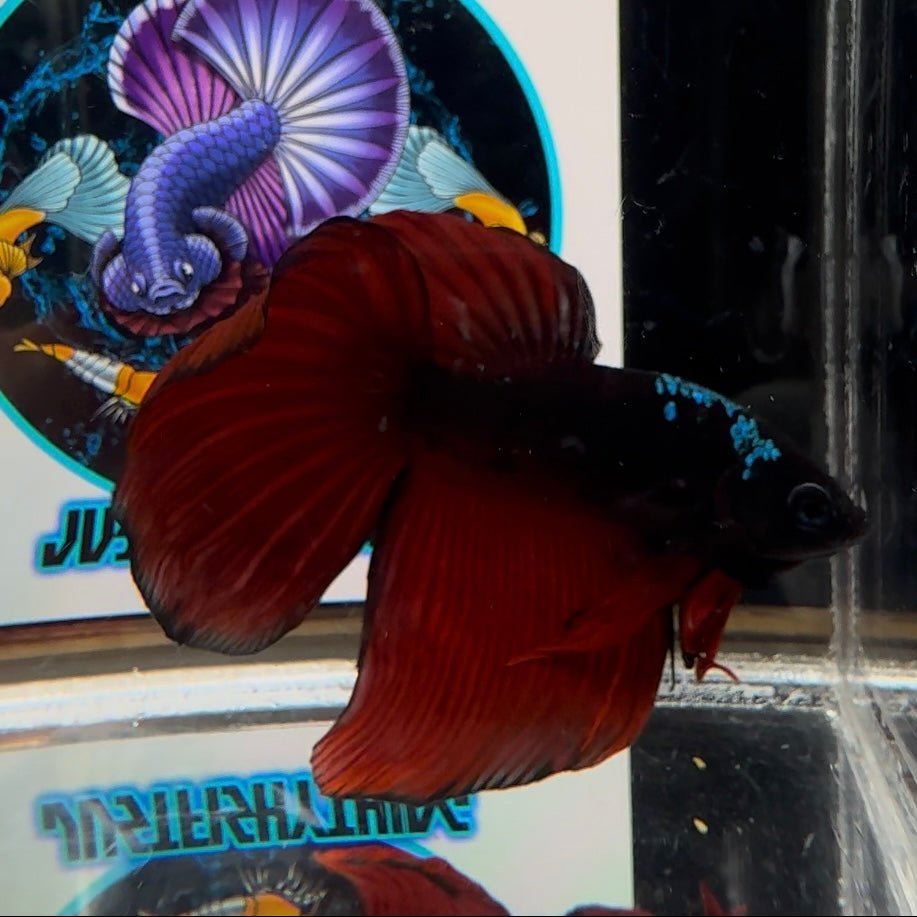 [Avatar] Black Vampire A66 Halfmoon - Male Betta