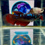 Avatar Black Vampire Galaxy J15 Halfmoon - Female Betta