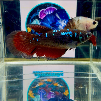 Avatar Black Vampire Galaxy J15 Halfmoon - Female Betta