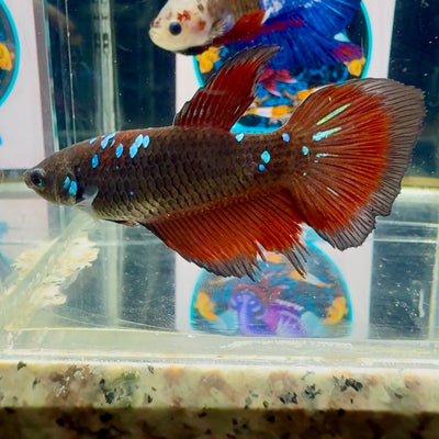 Avatar Black Vampire Galaxy J15 Halfmoon - Female Betta
