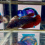 Avatar Black Vampire Galaxy J49 Plakat - Female Betta