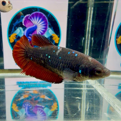 Avatar Black Vampire Galaxy J49 Plakat - Female Betta