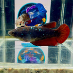 Avatar Black Vampire Galaxy J49 Plakat - Female Betta