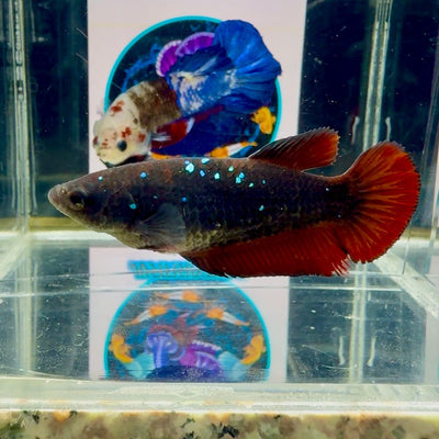 Avatar Black Vampire Galaxy J49 Plakat - Female Betta