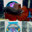 Avatar Black Vampire J06 Plakat - Male Betta