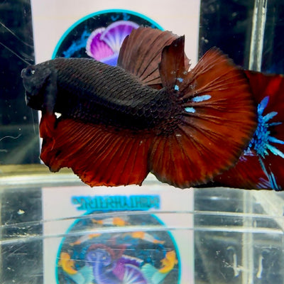 Avatar Black Vampire J06 Plakat - Male Betta