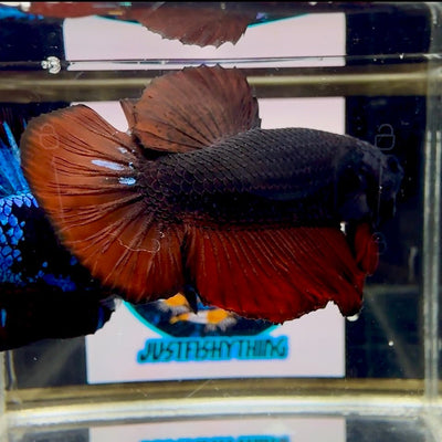 Avatar Black Vampire J06 Plakat - Male Betta