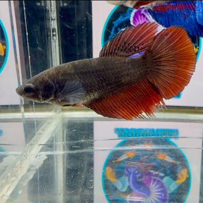 Avatar Black Vampire J13 Halfmoon - Female Betta