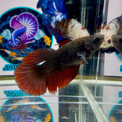 Avatar Black Vampire J13 Halfmoon - Female Betta