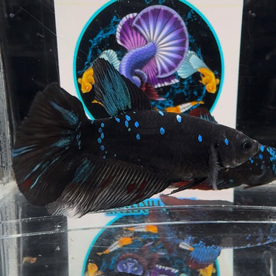 Avatar Blackblue A26 Halfmoon - Female Betta