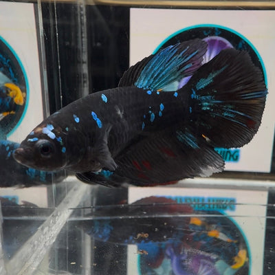 Avatar Blackblue A26 Halfmoon - Female Betta