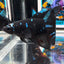 Avatar Blackblue A26 Halfmoon - Female Betta