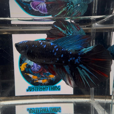 Avatar Blackblue A27 Halfmoon - Female Bett