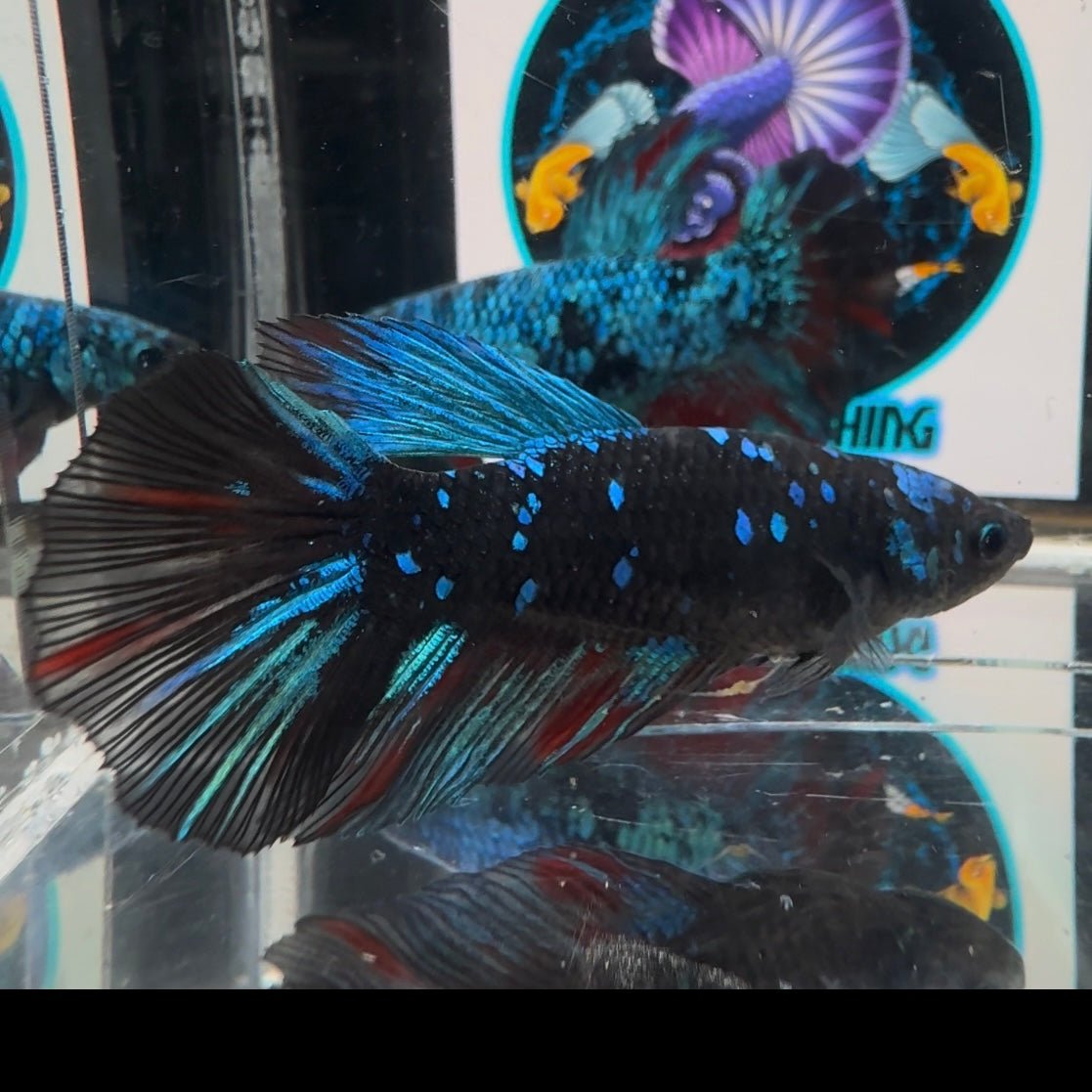 Avatar Blackblue A27 Halfmoon - Female Bett