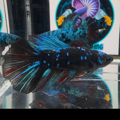 Avatar Blackblue A27 Halfmoon - Female Bett