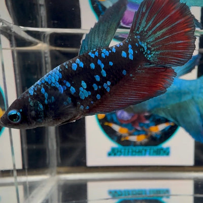 Avatar Blackblue A61 Halfmoon - Female Betta