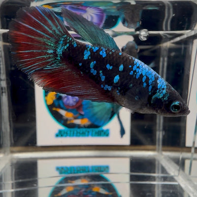 Avatar Blackblue A61 Halfmoon - Female Betta