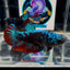 Avatar Blackblue A62 Plakat - Female Betta