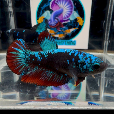 Avatar Blackblue A62 Plakat - Female Betta
