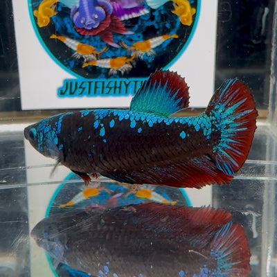 Avatar Blackblue A62 Plakat - Female Betta