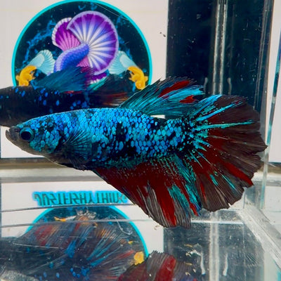 Avatar Blackblue A63 Halfmoon - Female Bett