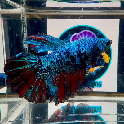 Avatar Blackblue A63 Halfmoon - Female Bett