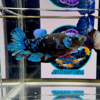 Avatar Blackblue Galaxy J43 Plakat - Female Betta