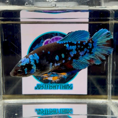 Avatar Blackblue Galaxy J43 Plakat - Female Betta