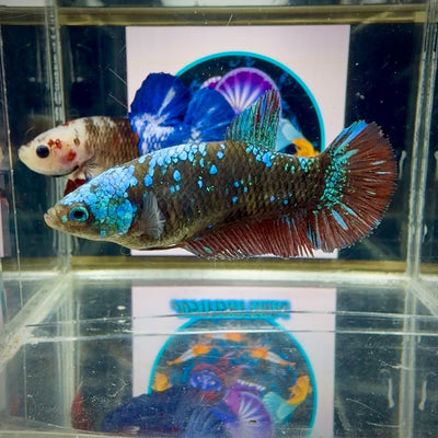 Avatar Blackblue Galaxy J47 Plakat - Female Betta