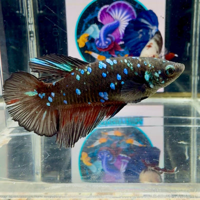 Avatar Blackblue Galaxy J50 Halfmoon - Female Betta