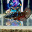 Avatar Blackblue Galaxy J50 Halfmoon - Female Betta