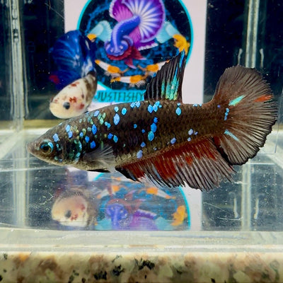 Avatar Blackblue Galaxy J50 Halfmoon - Female Betta