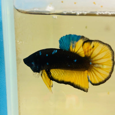 Avatar Blue Yellow - Male Betta 106