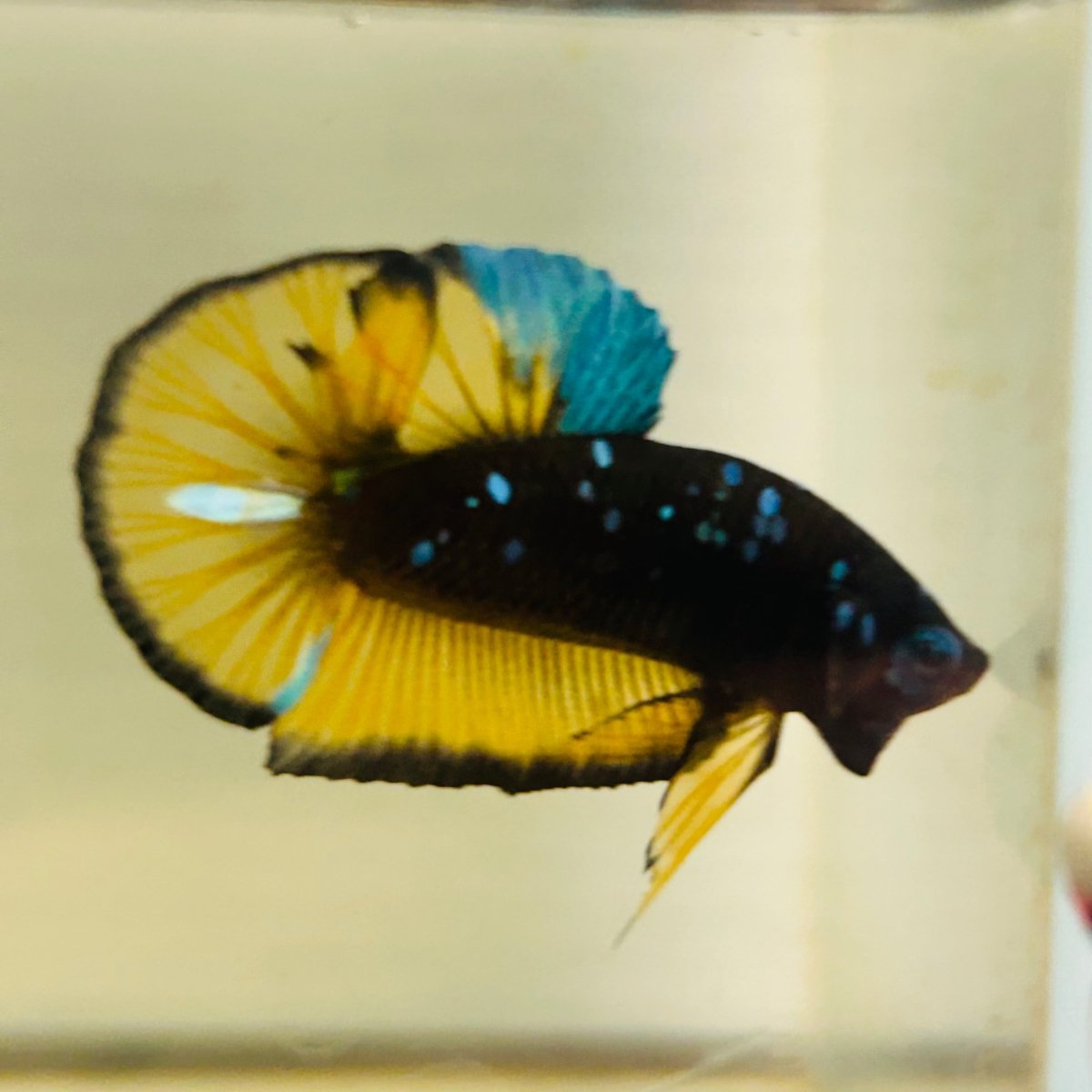 Avatar Blue Yellow - Male Betta 106