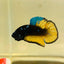 Avatar Blue Yellow - Male Betta 106