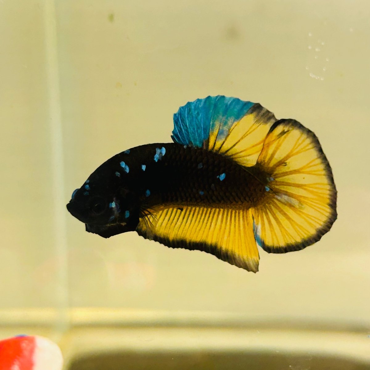 Avatar Blue Yellow - Male Betta 106