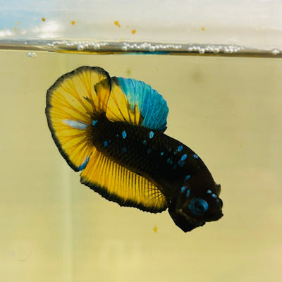 Avatar Blue Yellow - Male Betta 106