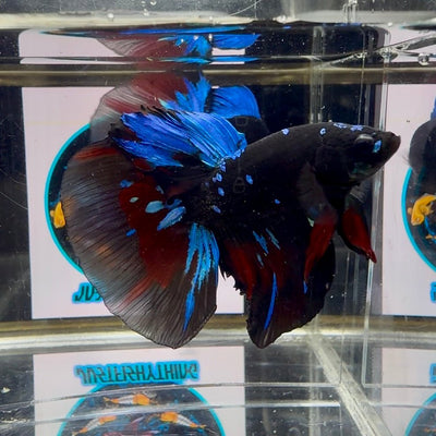 Avatar Galaxy J07 Halfmoon - Male Betta