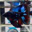 Avatar Galaxy J07 Halfmoon - Male Betta