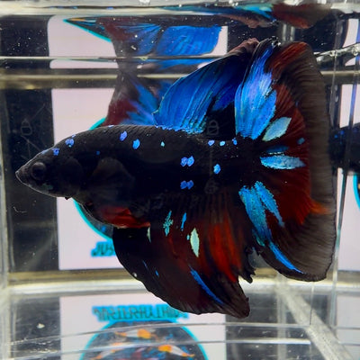 Avatar Galaxy J07 Halfmoon - Male Betta
