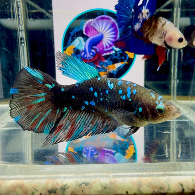 Avatar Galaxy J41 Halfmoon - Female Betta