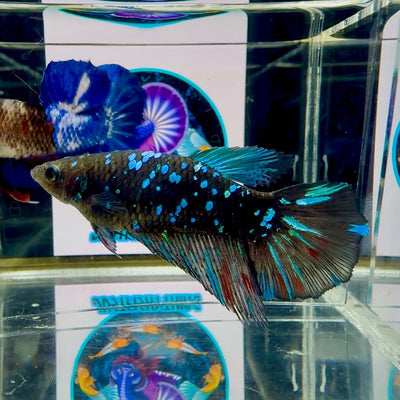 Avatar Galaxy J41 Halfmoon - Female Betta