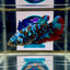 Avatar Galaxy J44 Halfmoon - Female Betta