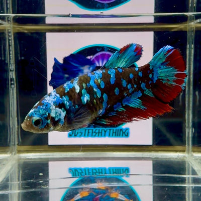 Avatar Galaxy J44 Halfmoon - Female Betta