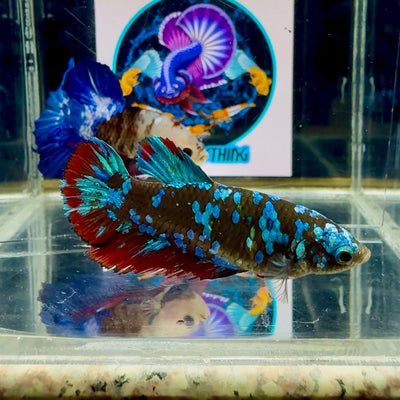 Avatar Galaxy J44 Halfmoon - Female Betta