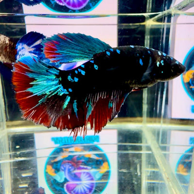 Avatar Galaxy J45 Halfmoon - Female Betta
