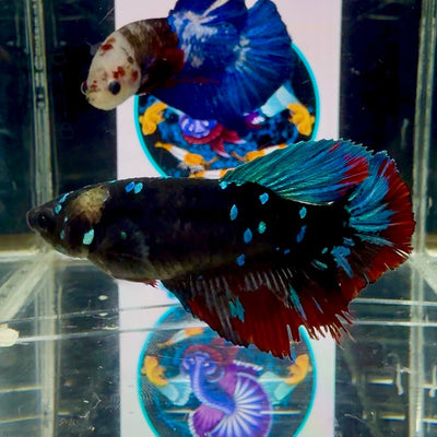 Avatar Galaxy J45 Halfmoon - Female Betta