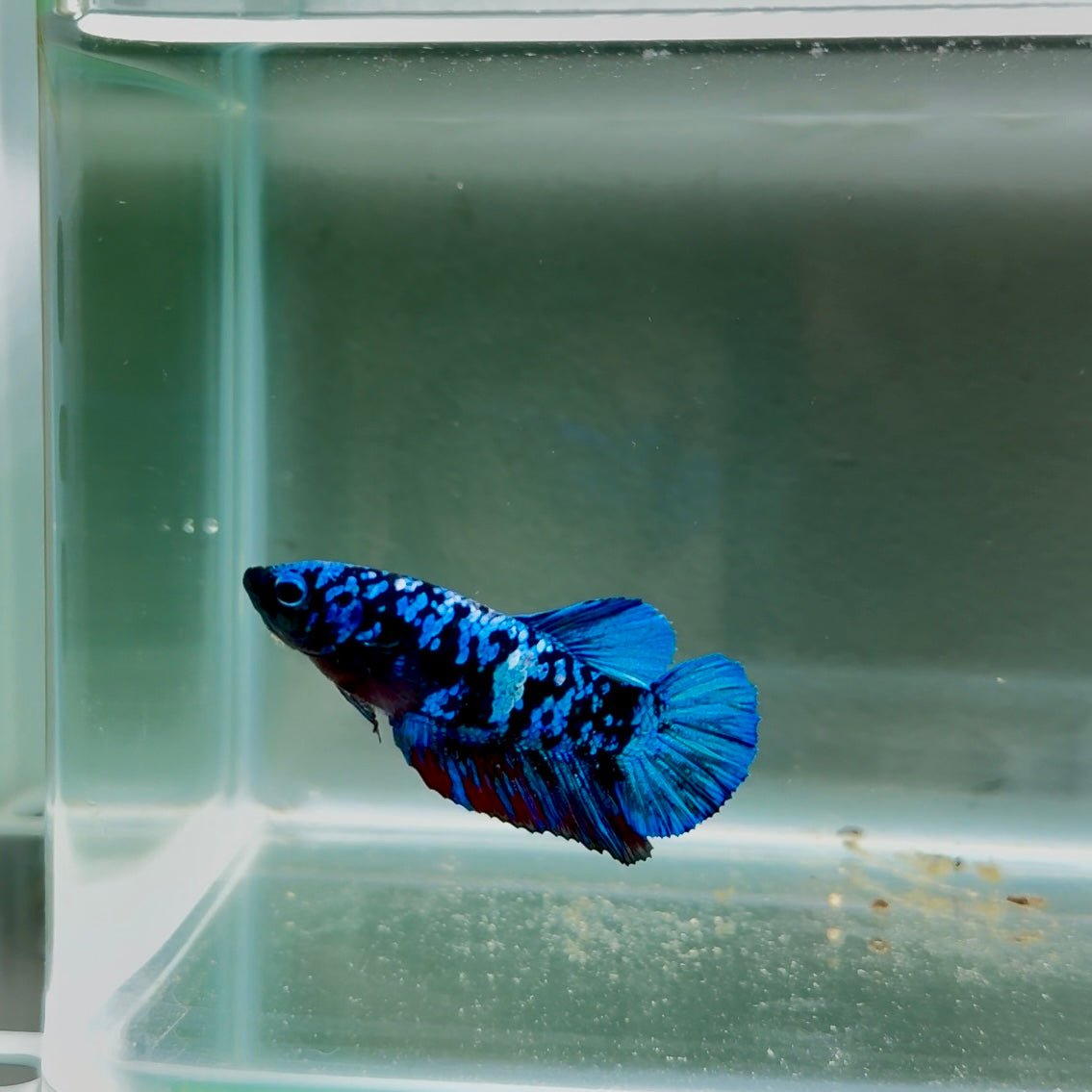 Avatar Galaxy S100 Plakat - Female Betta