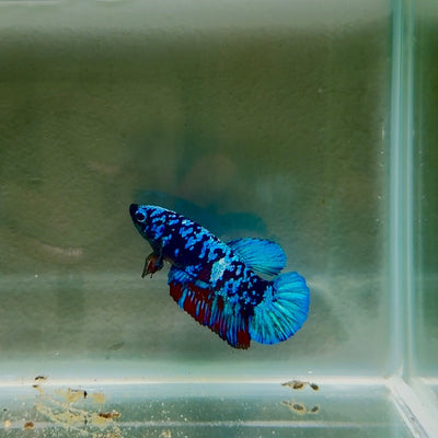 Avatar Galaxy S100 Plakat - Female Betta